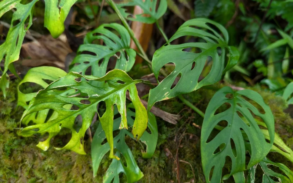 Monstera adansonii leaves covered in oval holes, climbing a mossy surface