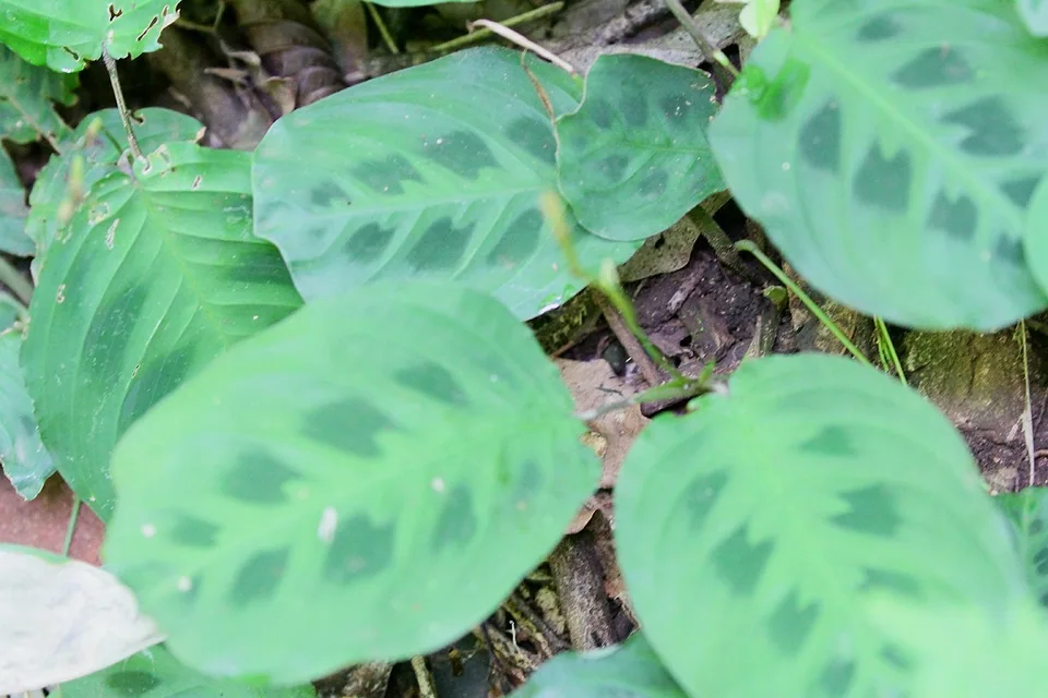 Close-up of Maranta leuconeura leaves showing their dark blotches between the veins