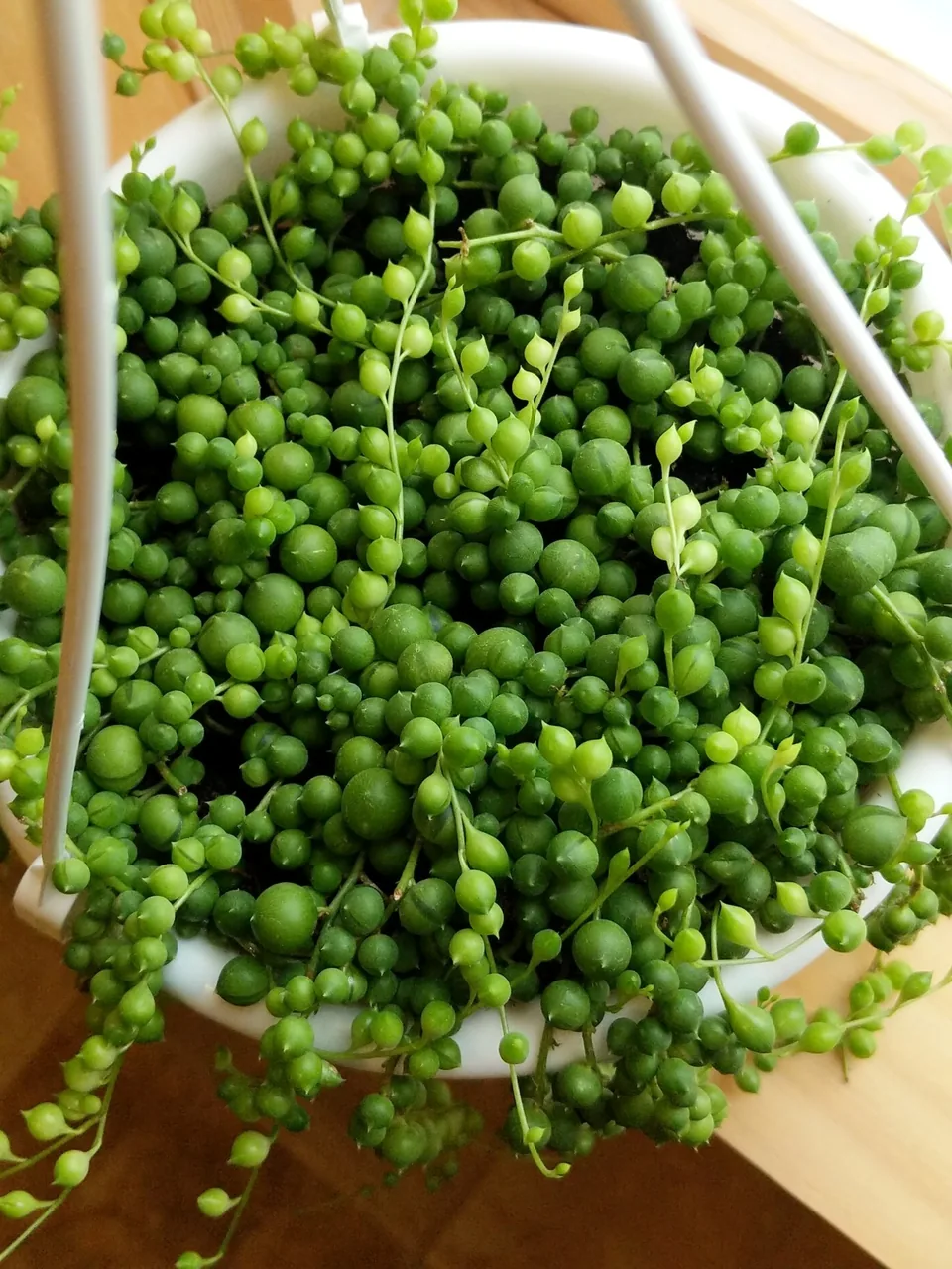 A hanging pot overflowing with string of pearls stems