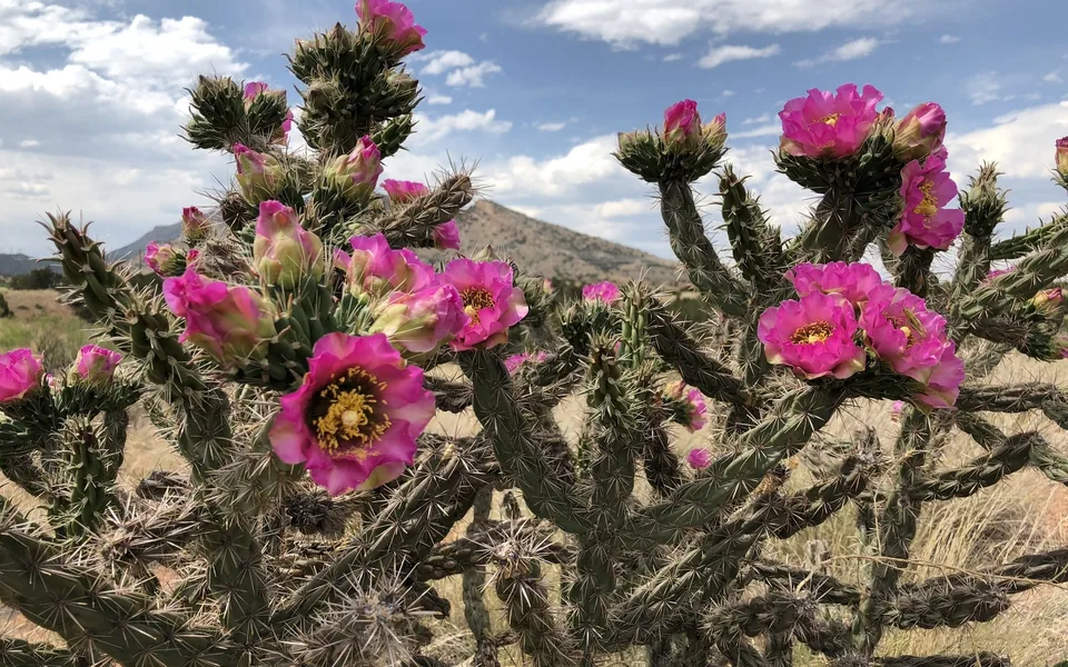 A cholla cactus covered in bright magenta flowers against a blue sky