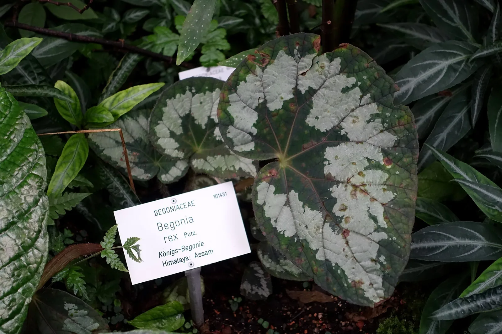 A large rex begonia leaf splashed with silver between dark green veins