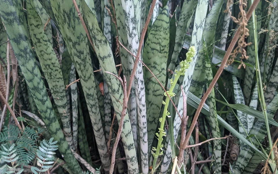 Upright snake plant leaves with grey-green zigzag banding