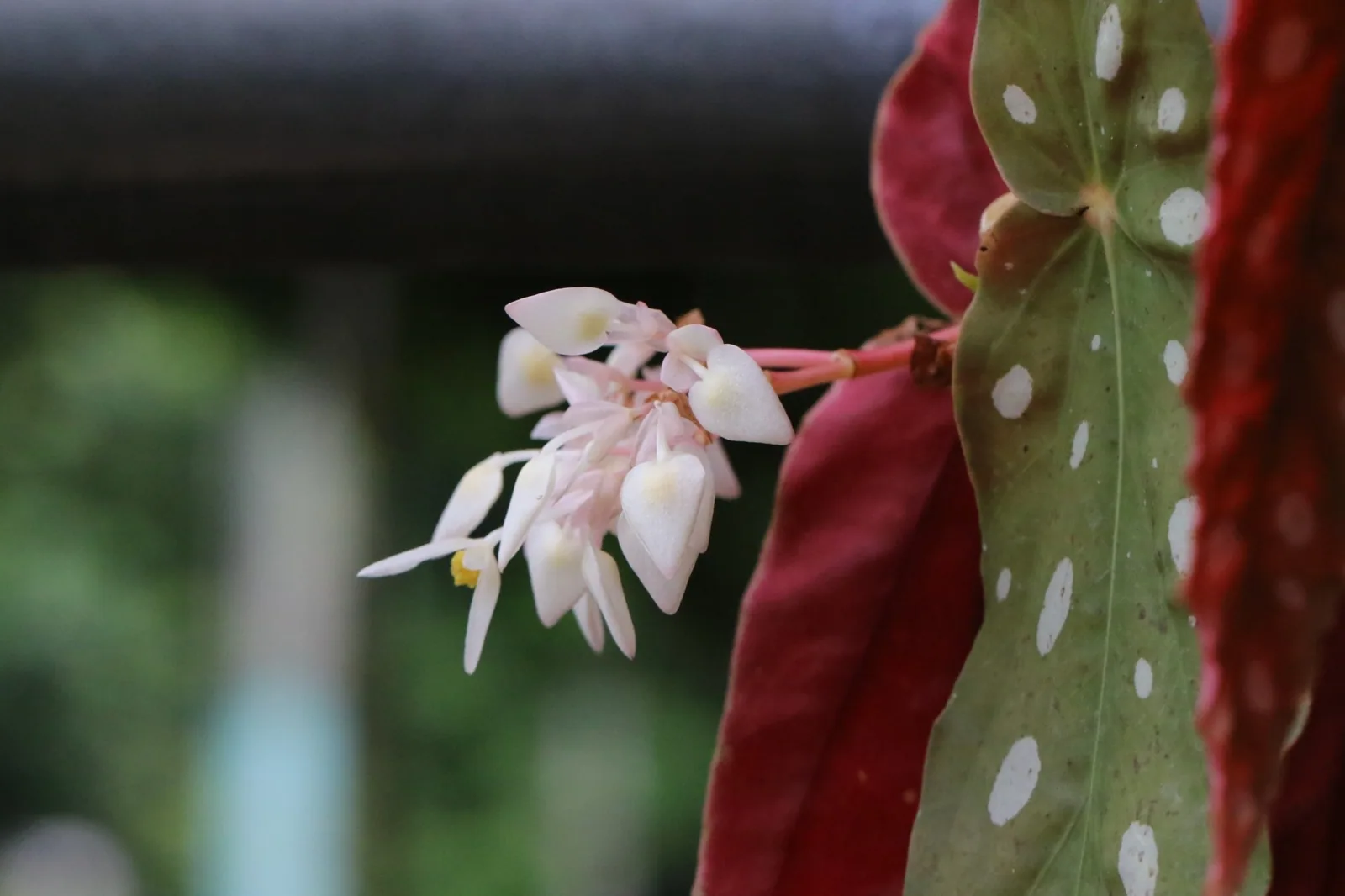 Close-up of a polka-dotted Begonia maculata leaf showing its red underside and white flowers