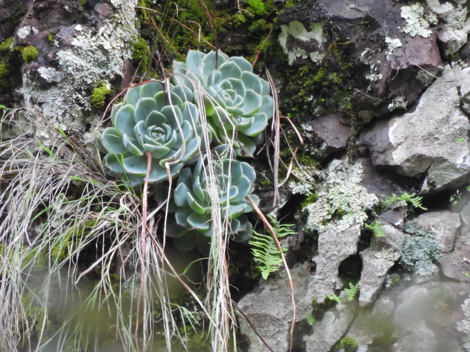 Blue-grey Echeveria rosettes growing among rocks