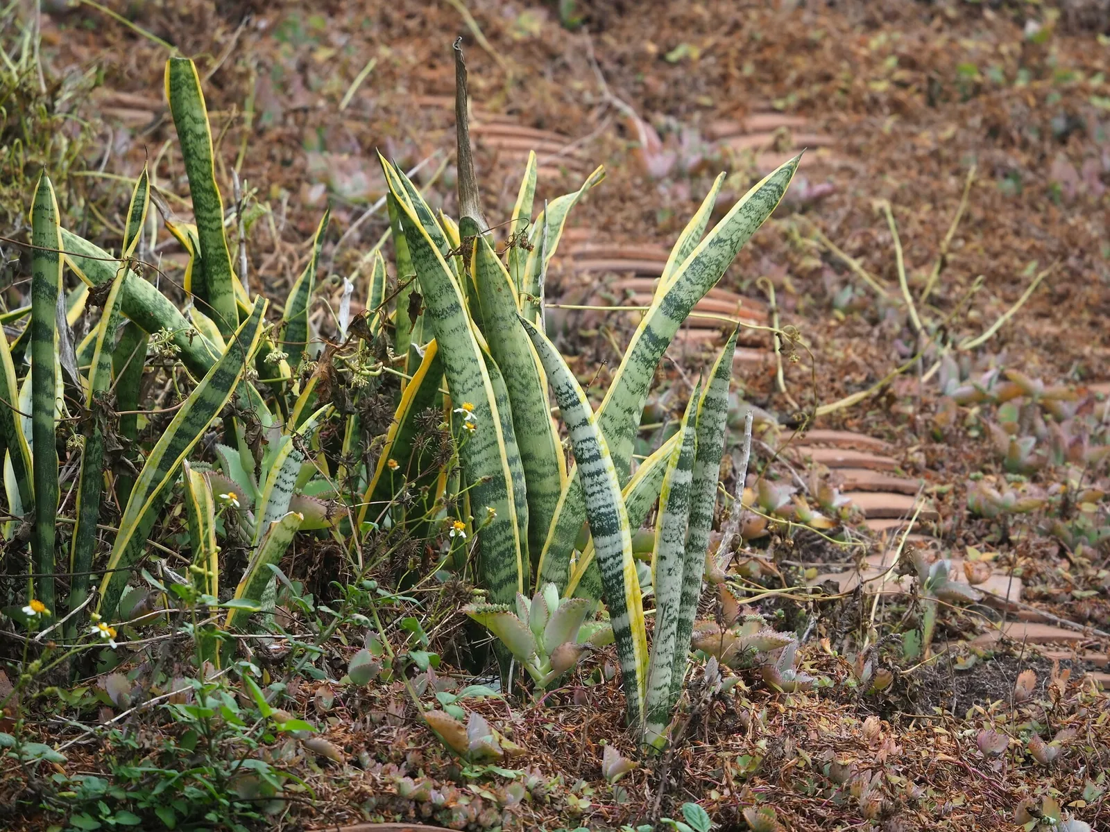 Snake plant leaves with yellow edges growing in a clump
