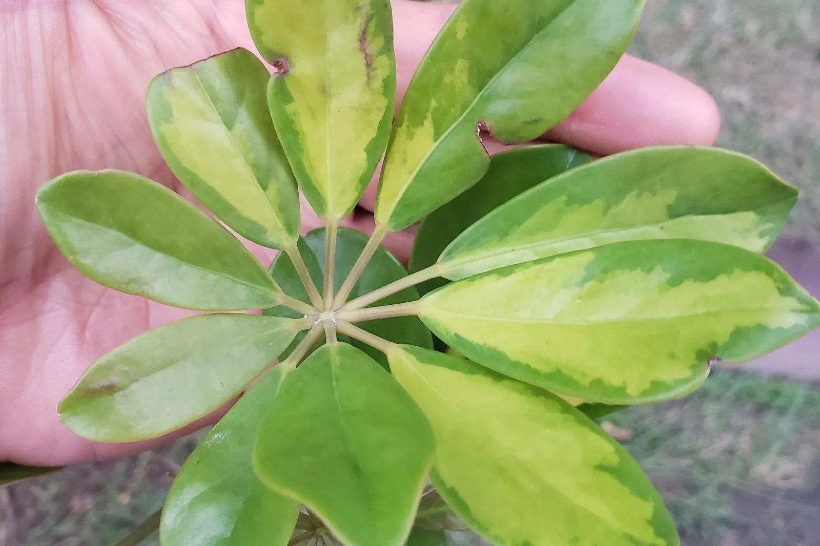 A single whorl of yellow-variegated Schefflera arboricola leaflets