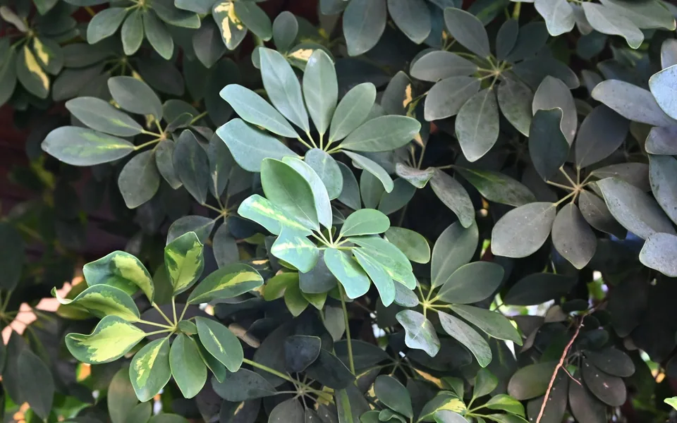 Umbrella-like whorls of glossy leaflets on a dwarf umbrella tree