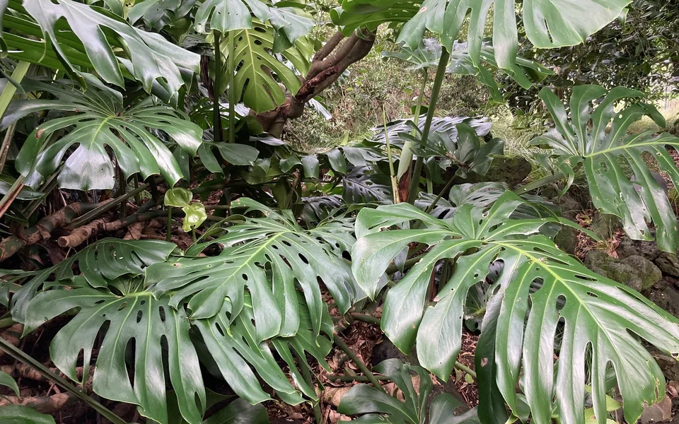 Large glossy Monstera deliciosa leaves with deep splits and holes