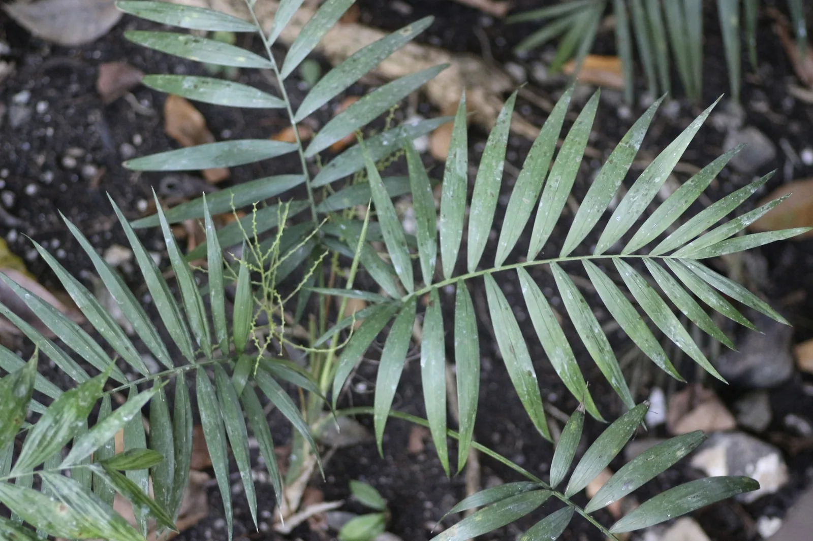 Young Chamaedorea elegans fronds with narrow paired leaflets