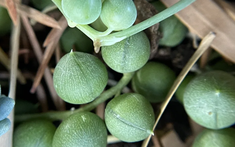 Close-up of the round, bead-like leaves of a string of pearls plant