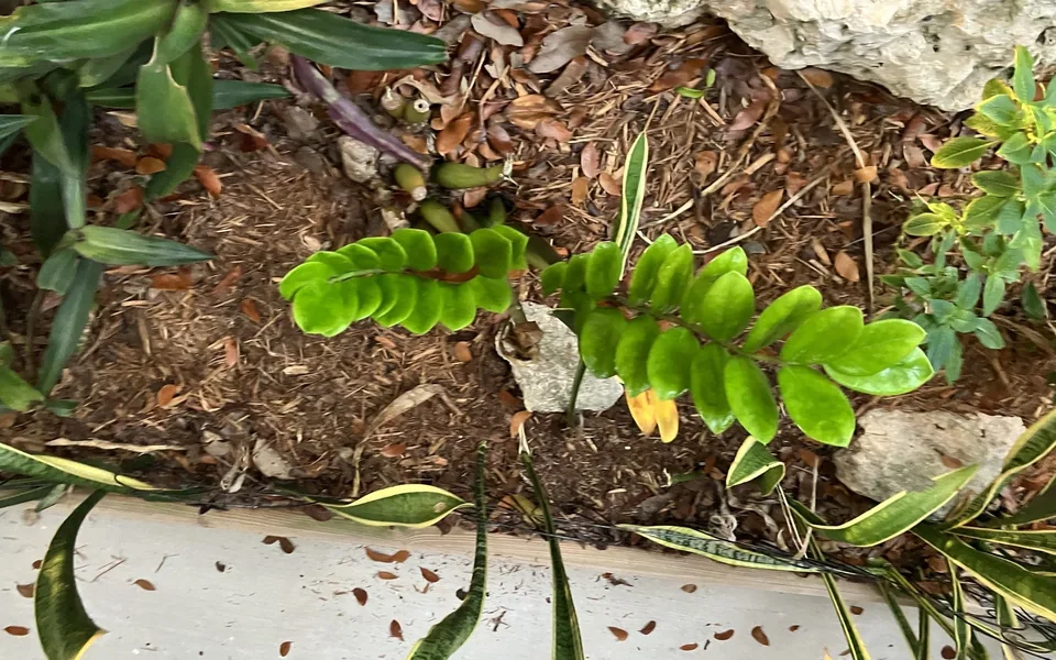 Glossy, paired leaflets on the upright stems of a ZZ plant
