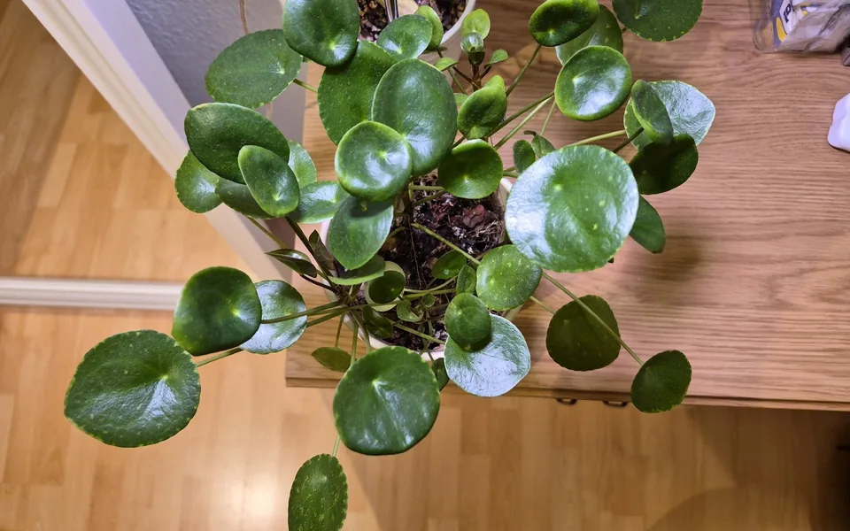A Chinese money plant seen from above, with round coin-shaped leaves on long stalks