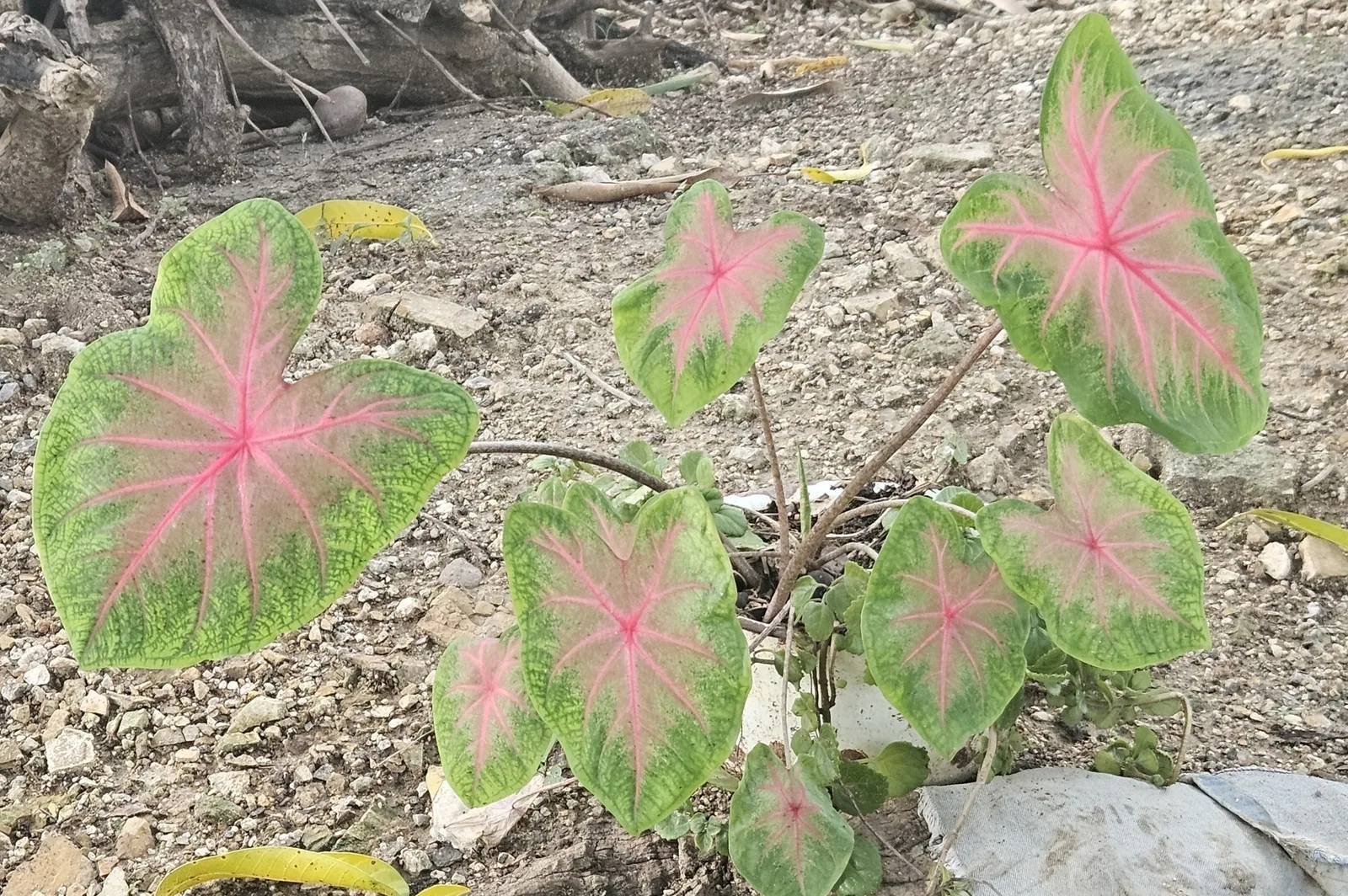 Caladium leaves with bright pink veins fading to green margins