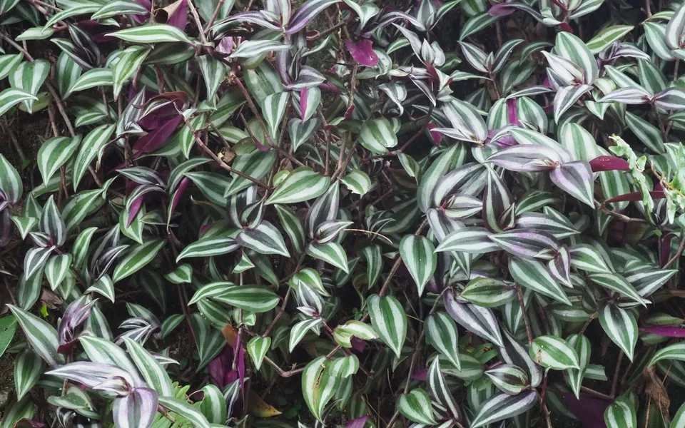 A carpet of silver-striped, purple-tinged Tradescantia zebrina leaves