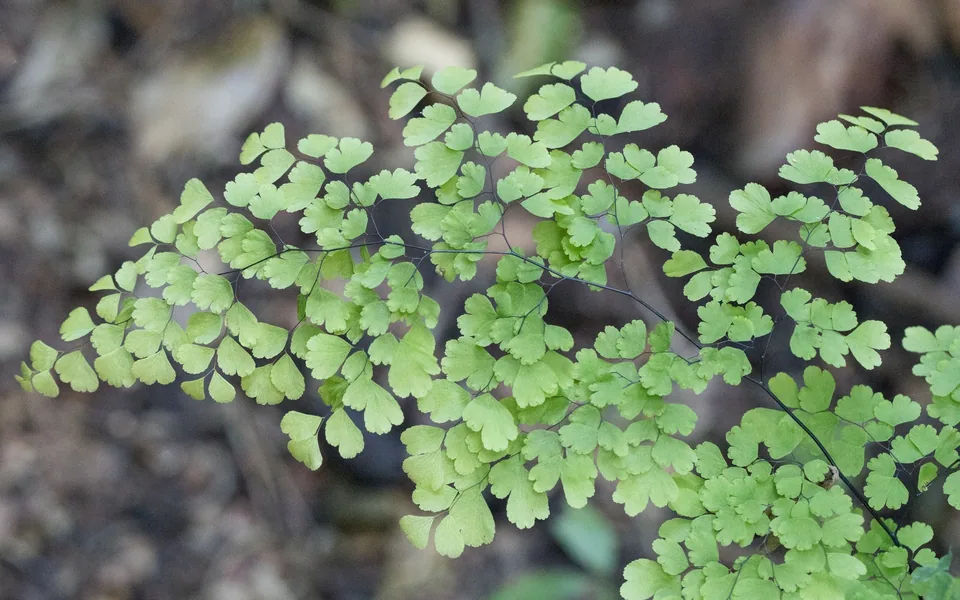 Delicate, fan-shaped leaflets of a maidenhair fern
