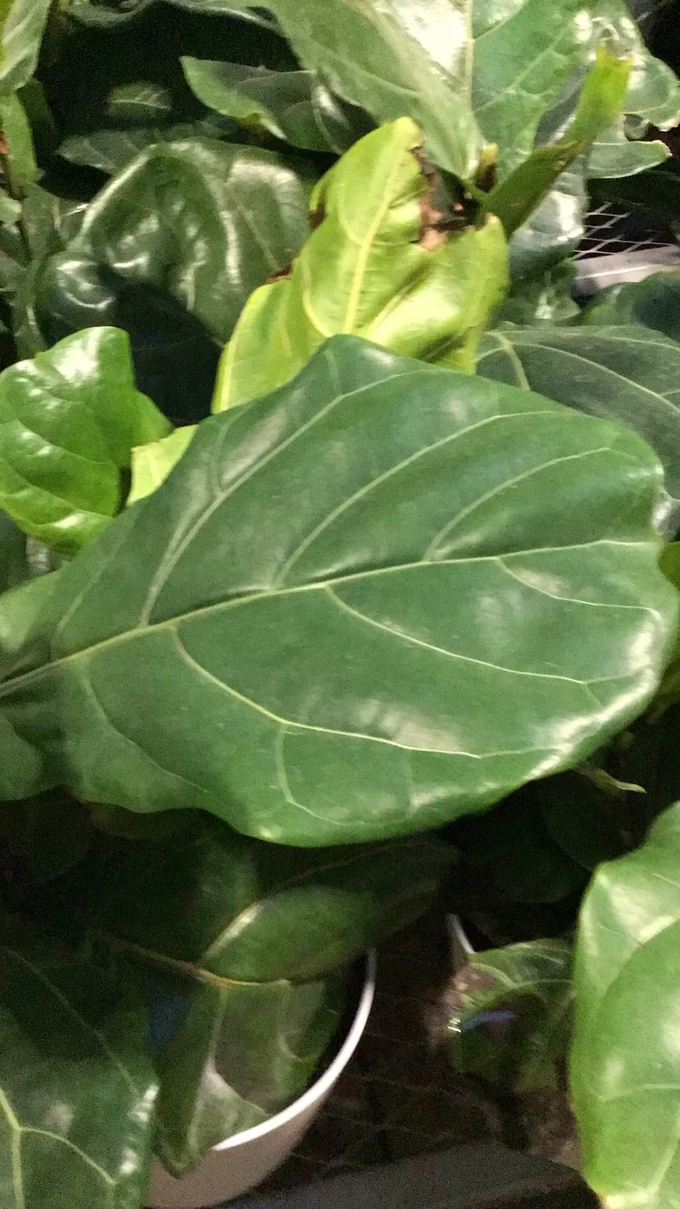 Close-up of a broad fiddle-leaf fig leaf with pale veins