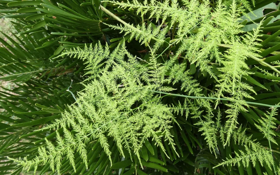 Feathery, bright green fronds of asparagus fern layered in soft light