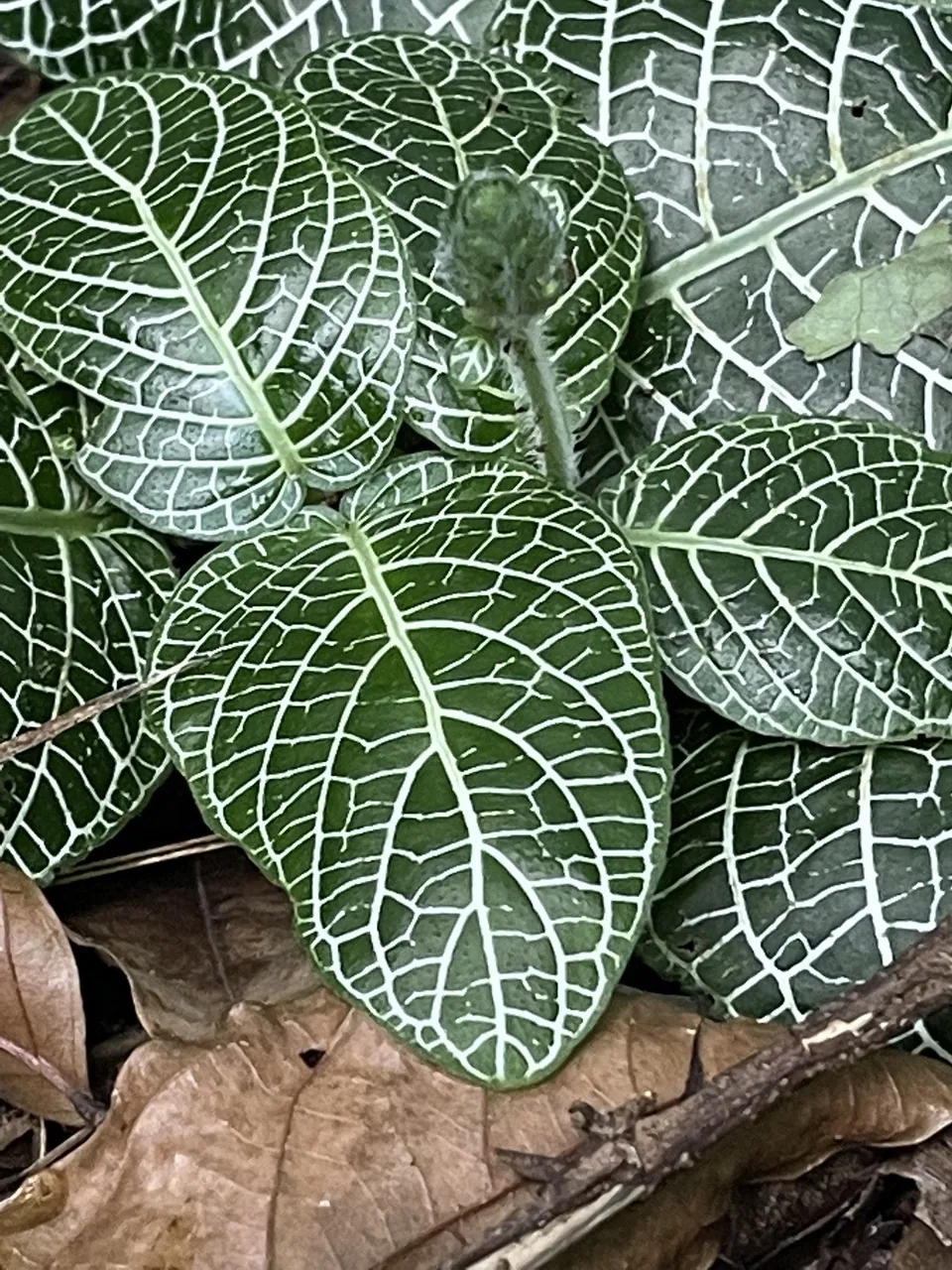 Close-up of Fittonia albivenis leaves with a bold white vein network