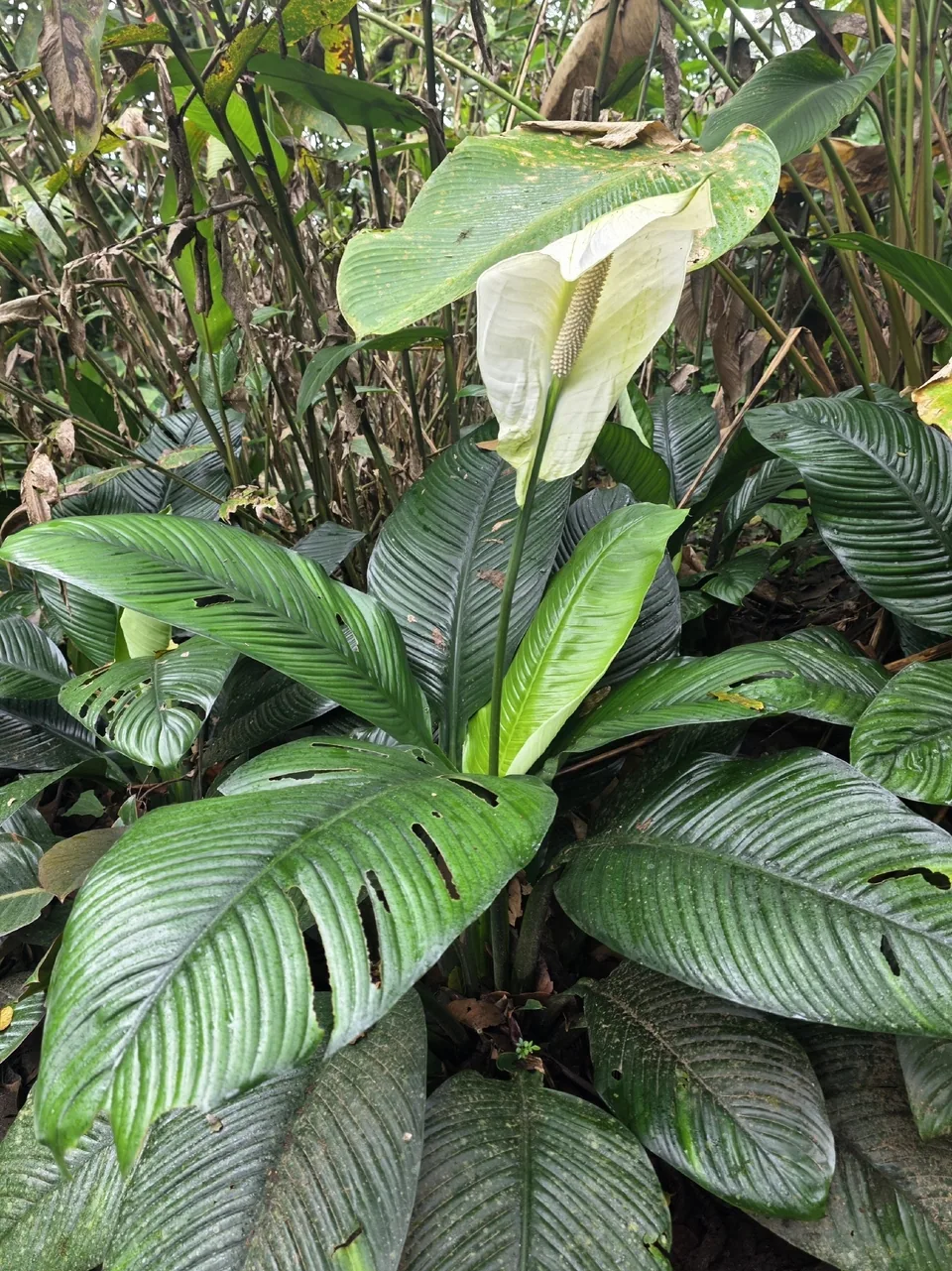 A leafy peace lily plant with a white flower rising above ribbed leaves