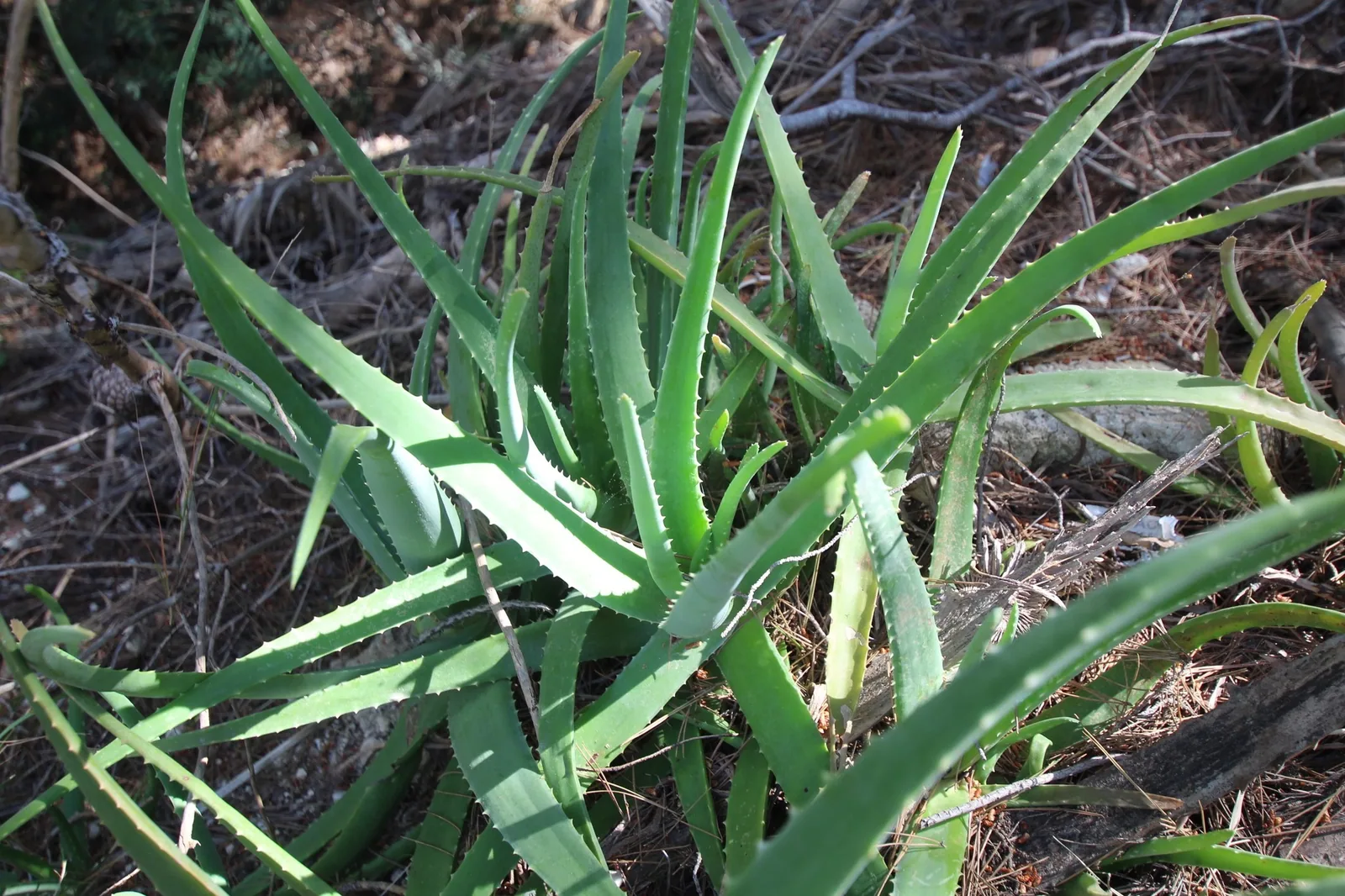 Long, fleshy Aloe vera leaves with small pale teeth along their edges