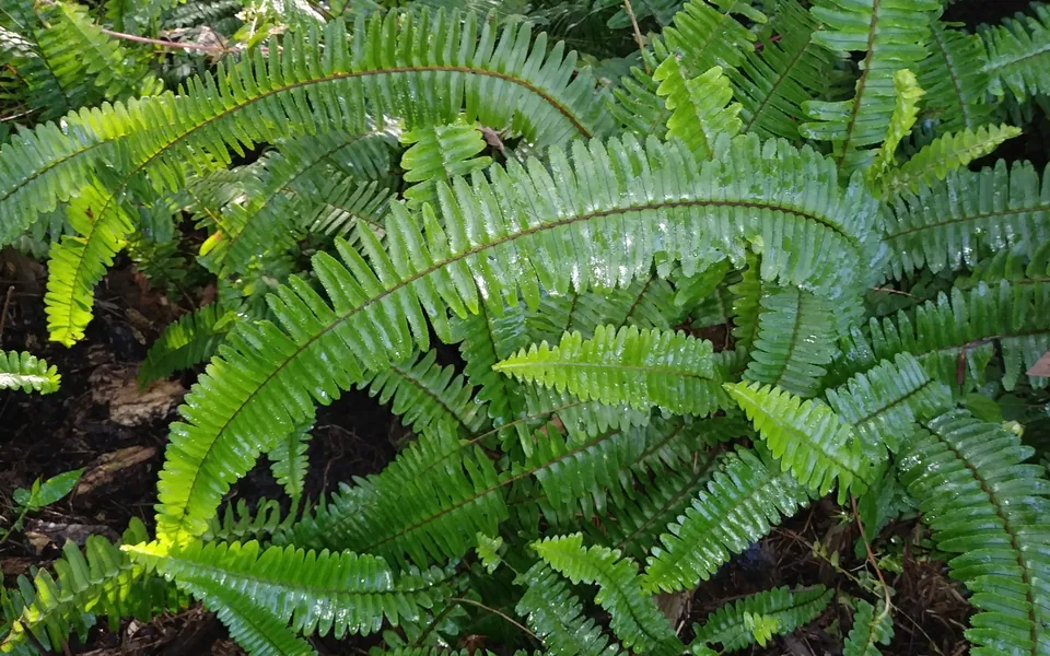 Arching Boston fern fronds lined with glossy green leaflets