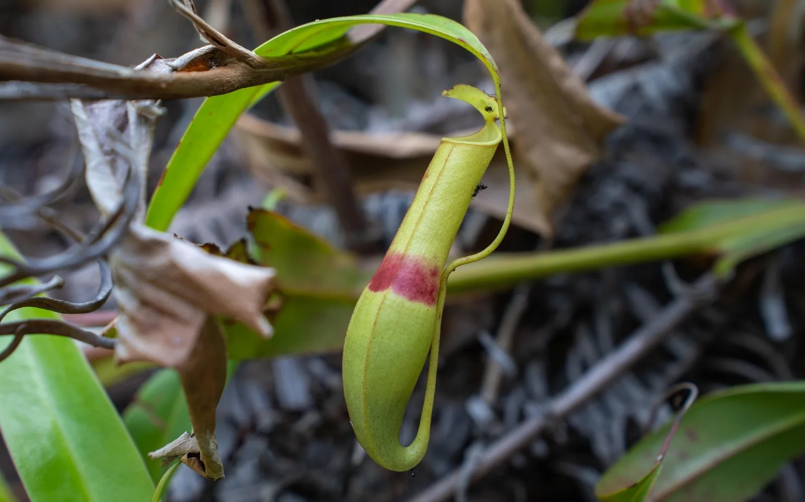 A single green Nepenthes pitcher with a red band hanging from its leaf tendril