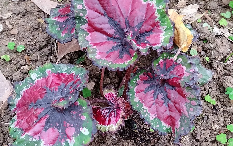 A rex begonia with spiralled leaves in magenta, silver and dark green