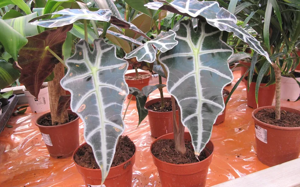 Potted Alocasia amazonica plants with dark, arrow-shaped leaves and bold white veins