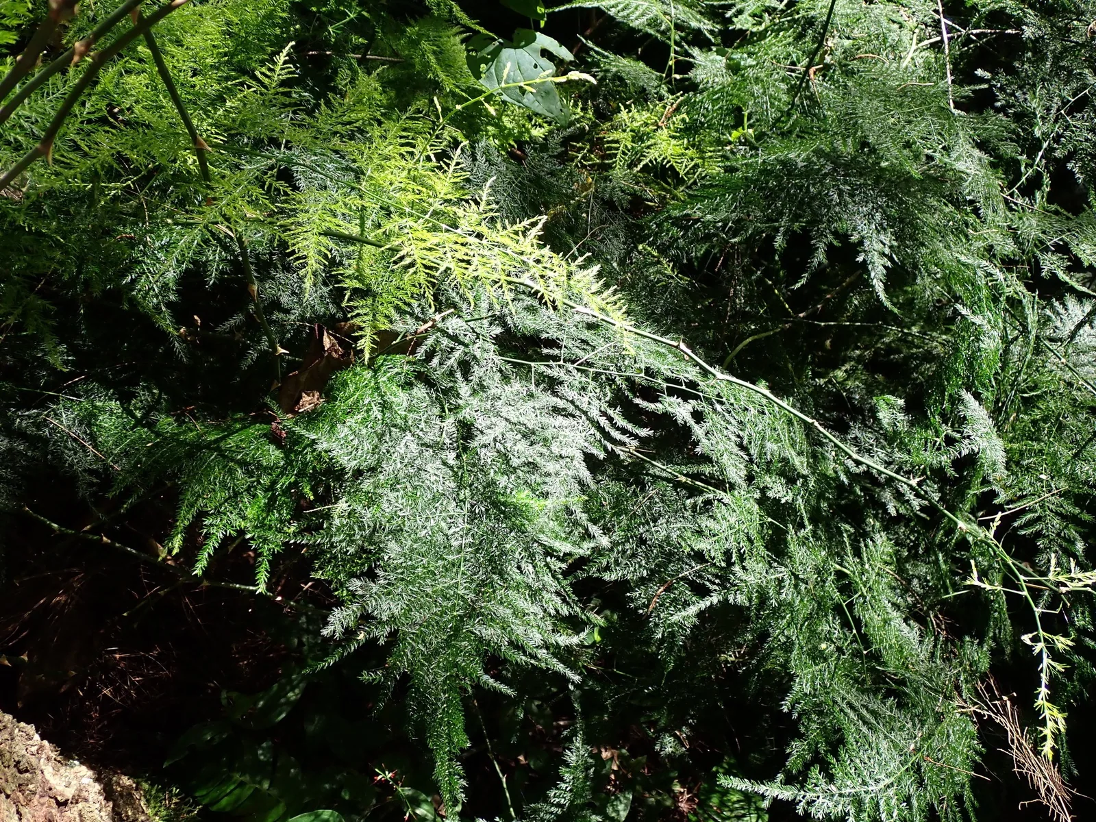A dense, lacy thicket of asparagus fern foliage