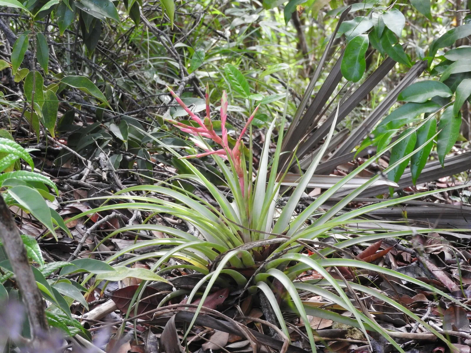 A Tillandsia rosette of narrow leaves with a red flower spike