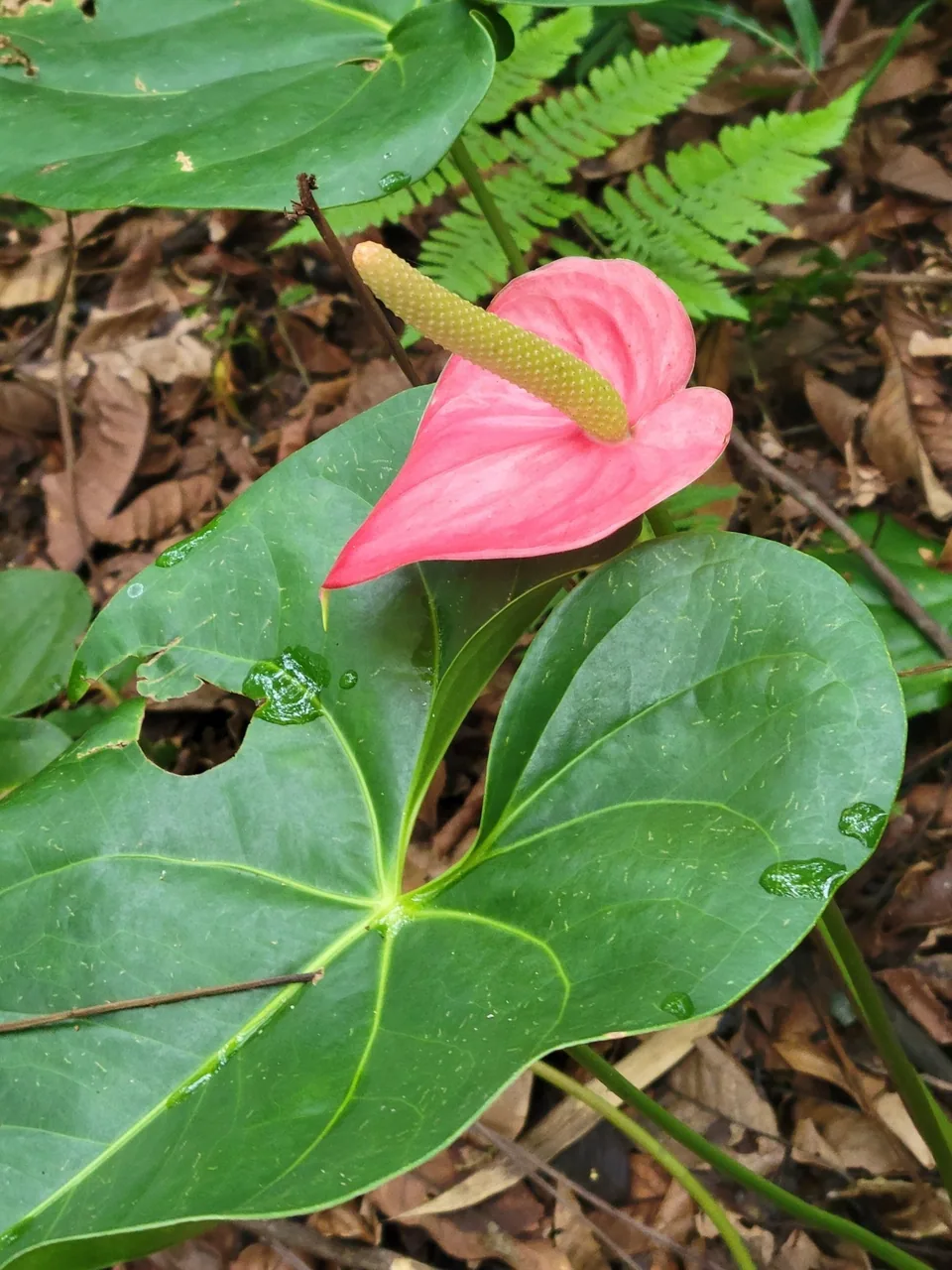 A pink anthurium bloom rising above a large heart-shaped green leaf