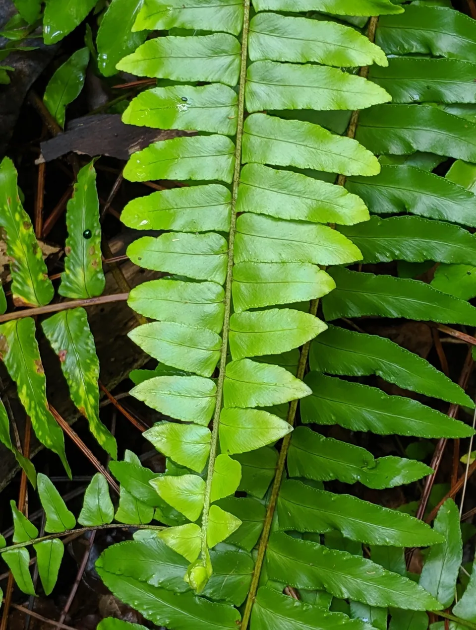 A single Boston fern frond with its rows of small, bright green leaflets
