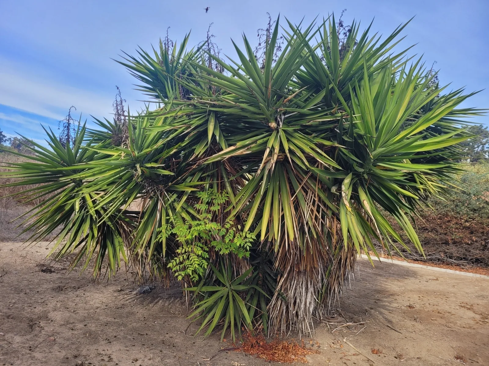 A multi-stemmed yucca with dense heads of long, pointed leaves