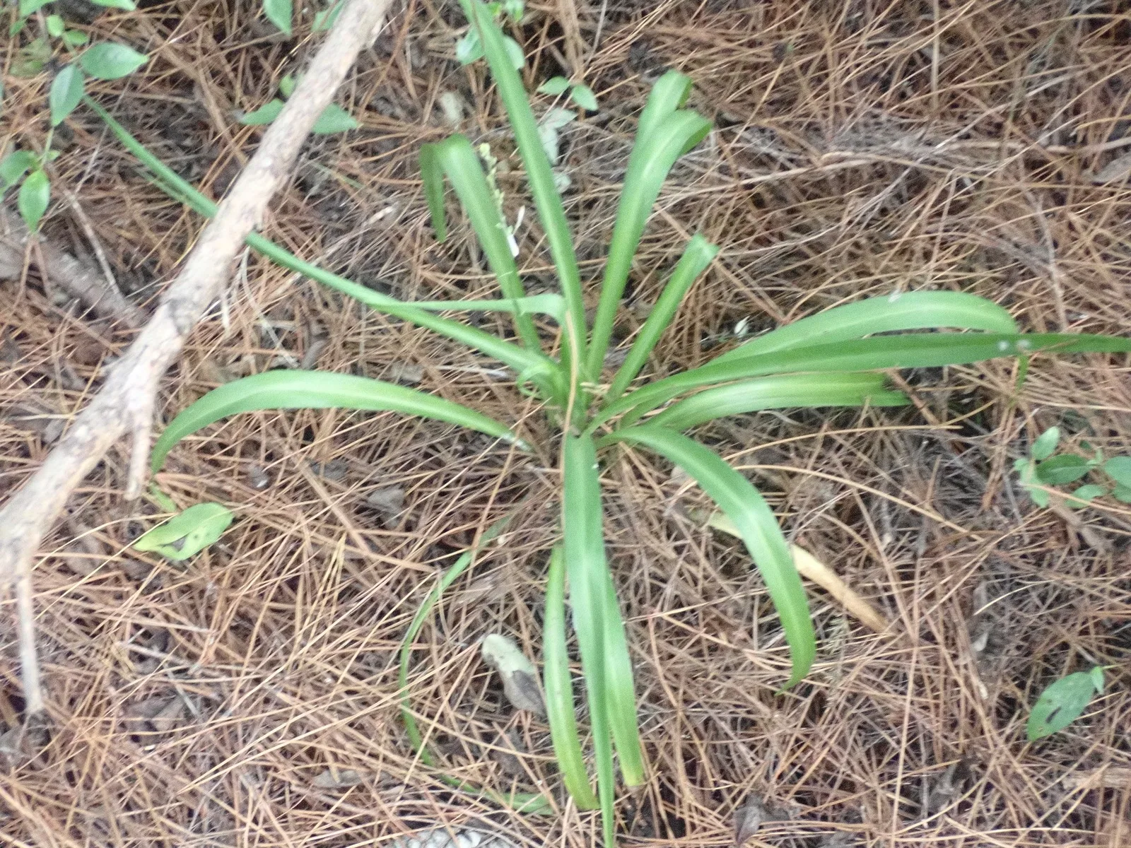 A spider plant rosette of long, narrow leaves